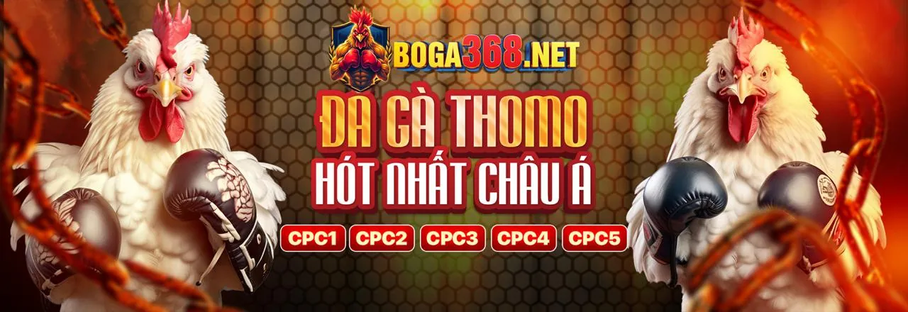 Hình ảnh chính đá gà Thomo trực tiếp
